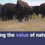 CGTN America: Finding the Value of Nature