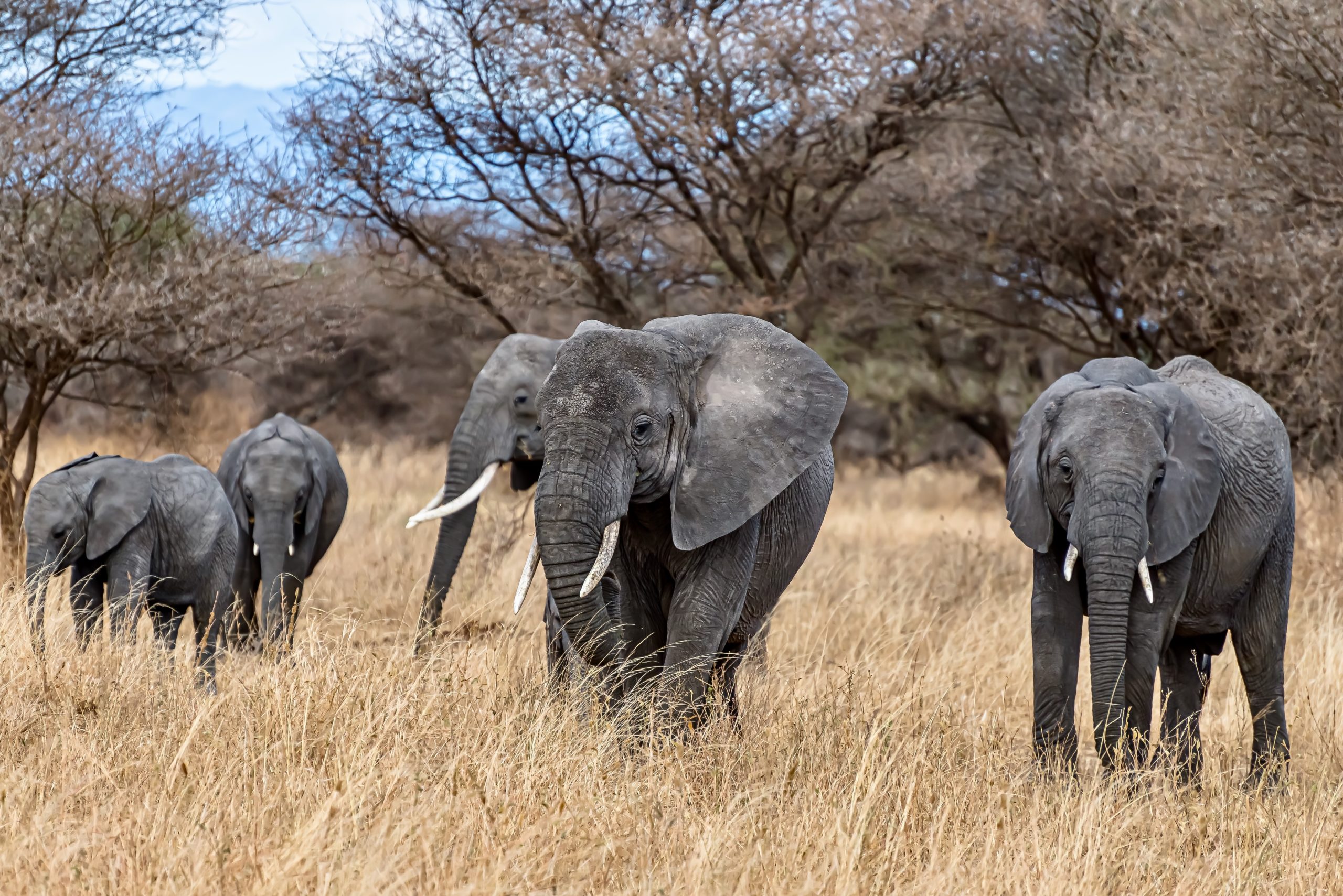 Elephants walking through grassland