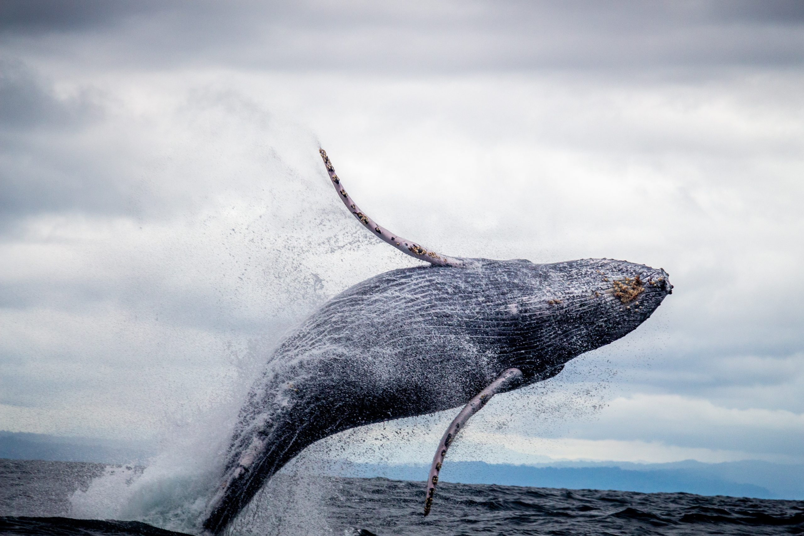 Nature and wildlife
