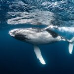 How much is a whale worth?