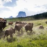 Rewilding bison