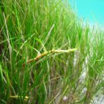 Bahamas seagrass