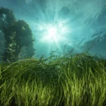 Bahamas Seagrass