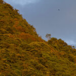 Flying River of the Amazon