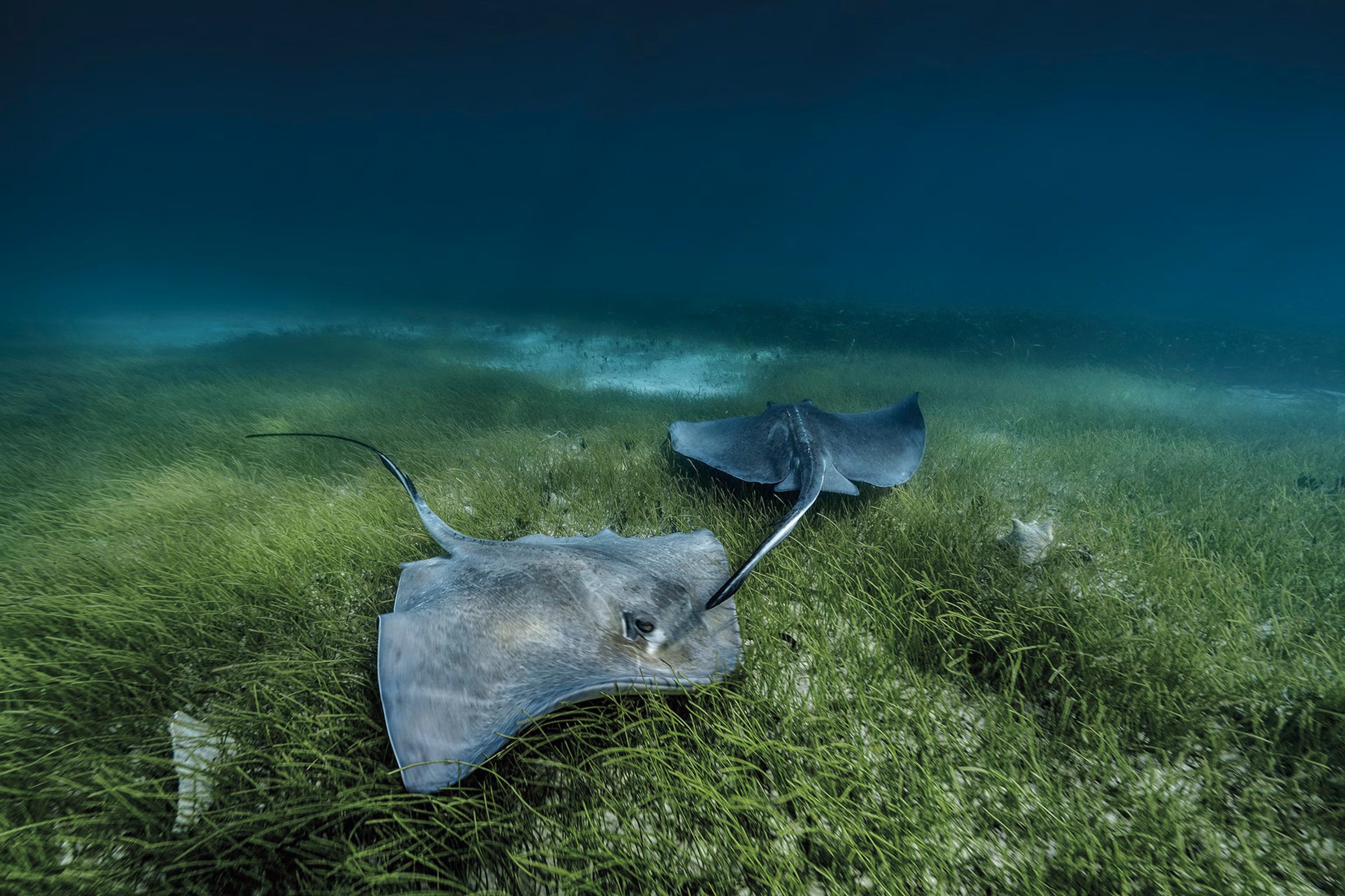 Bahamas Seagrass
