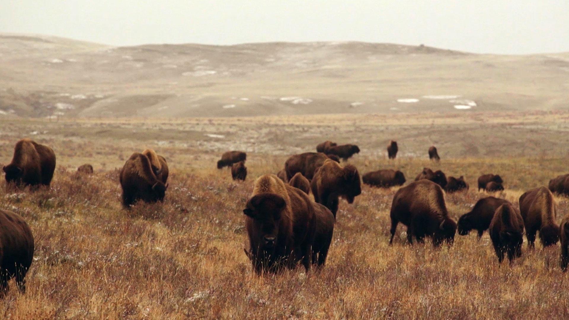 Buffalo herds on the plains