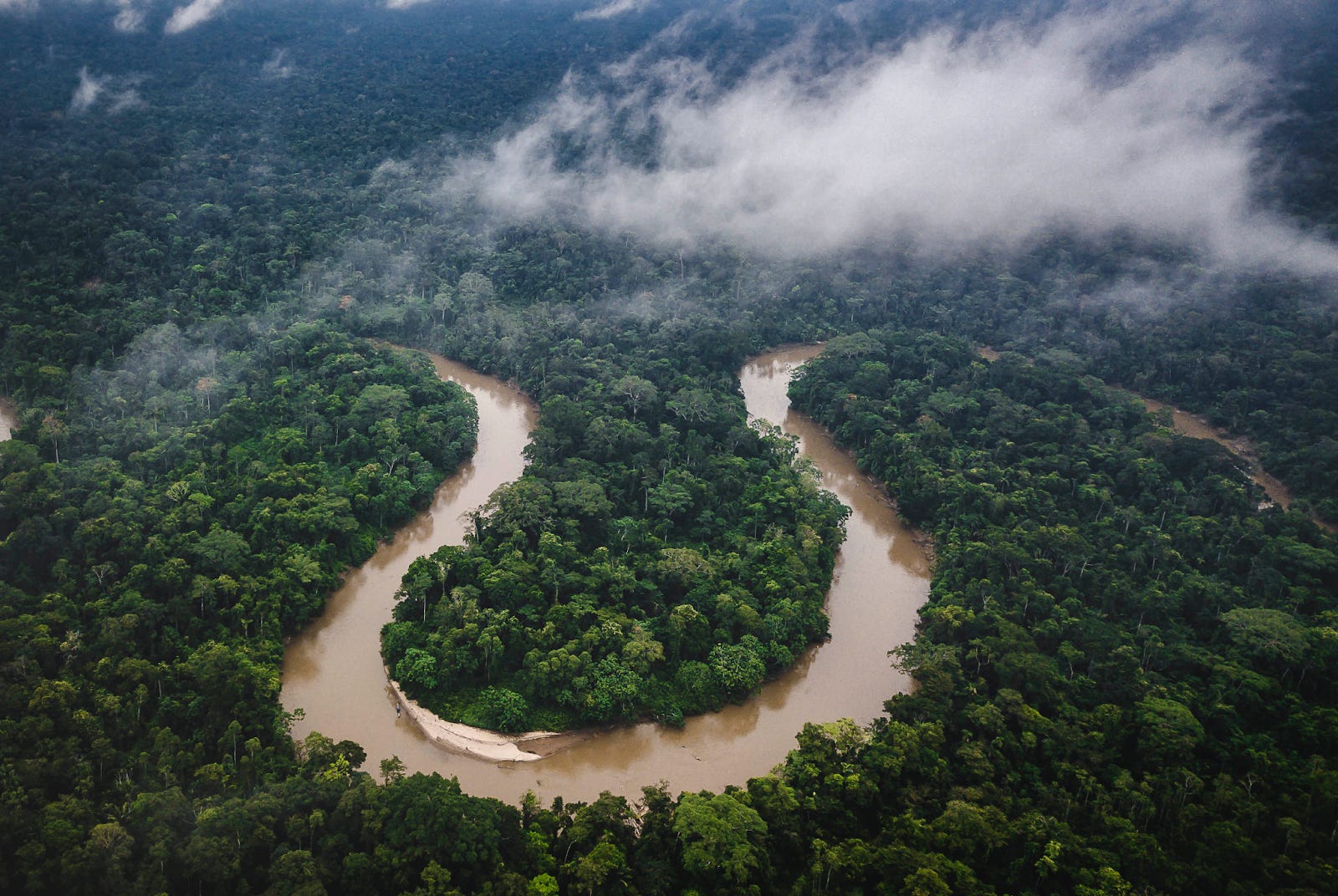 Amazon forest