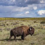 Rewilding Buffalo