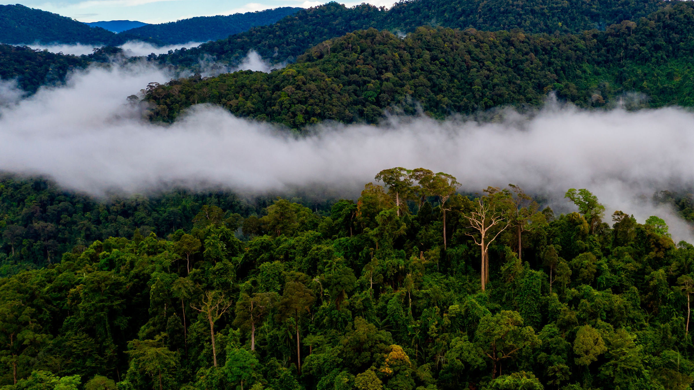 Flying River of the Amazon