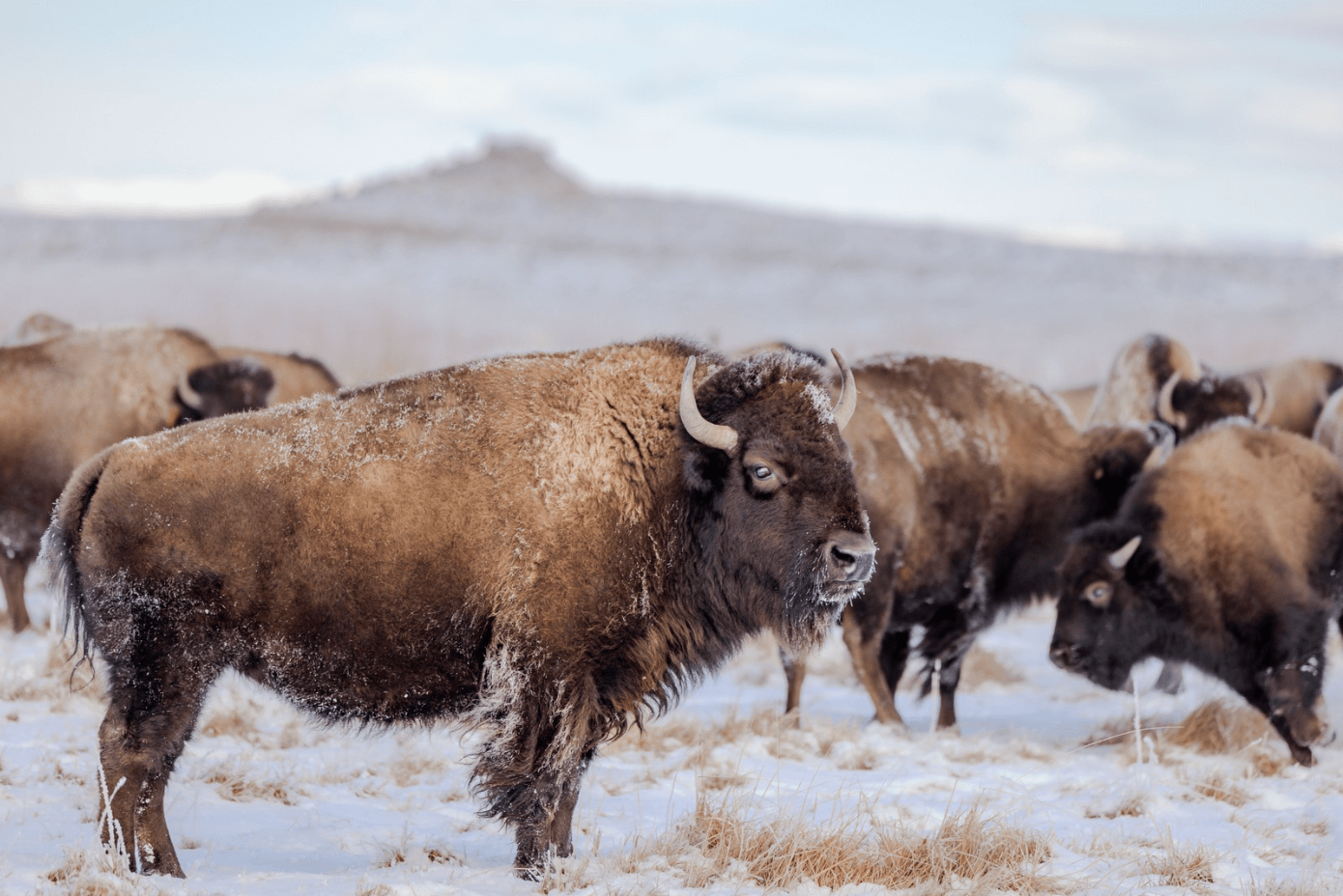 Buffalo on the plains