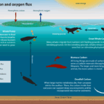 Nature Talks: The Last Cry of the Whale