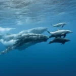 NPR: What a Living Whale Is Worth in the Fight Against Climate Change