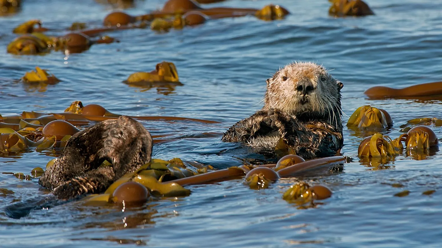 Kelp Forest Ecosystem