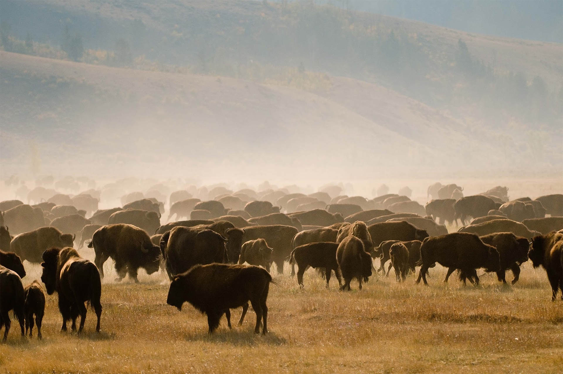 Bison in Grasslands