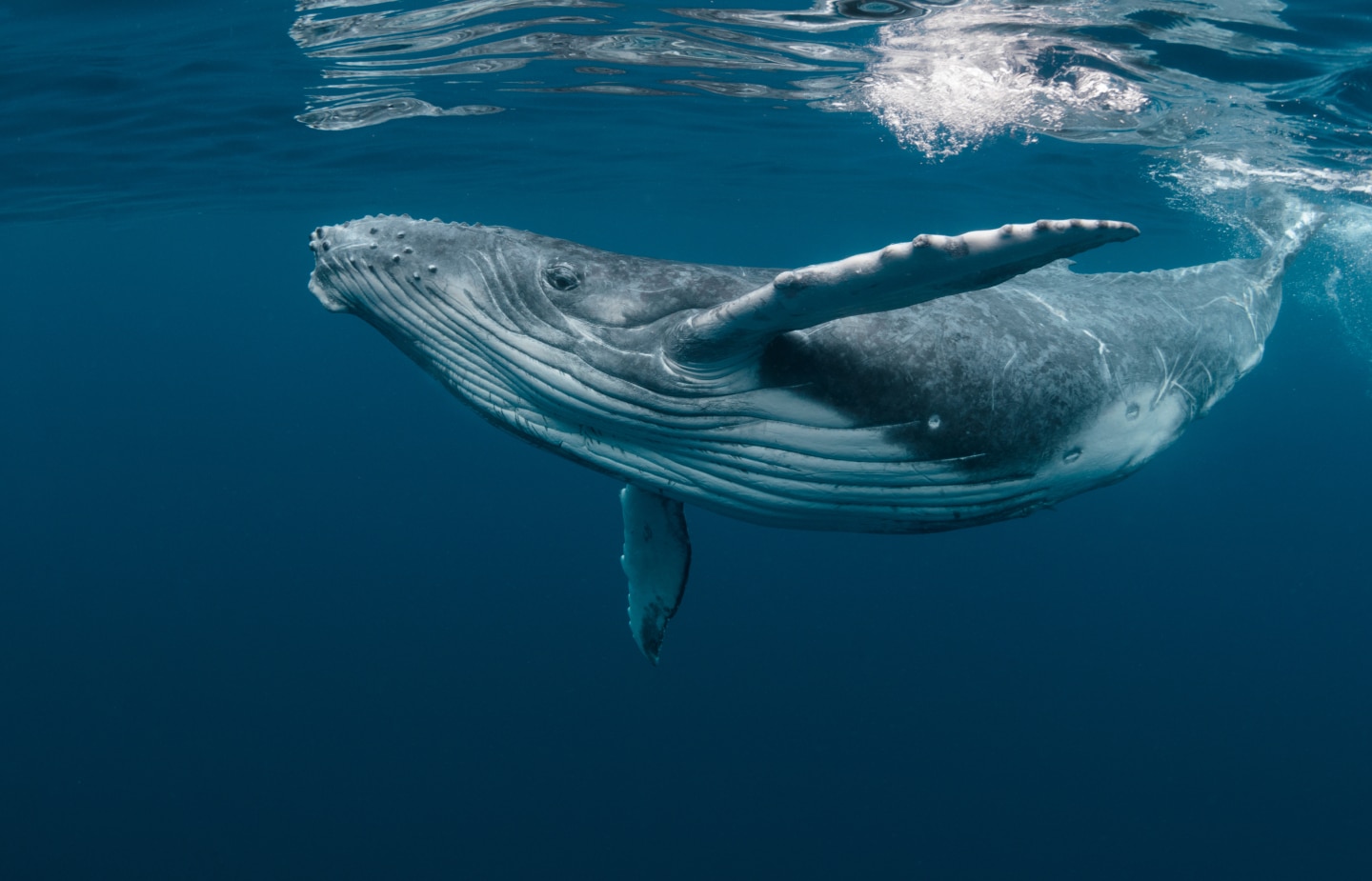 Whales to Ocean Productivity Regeneration