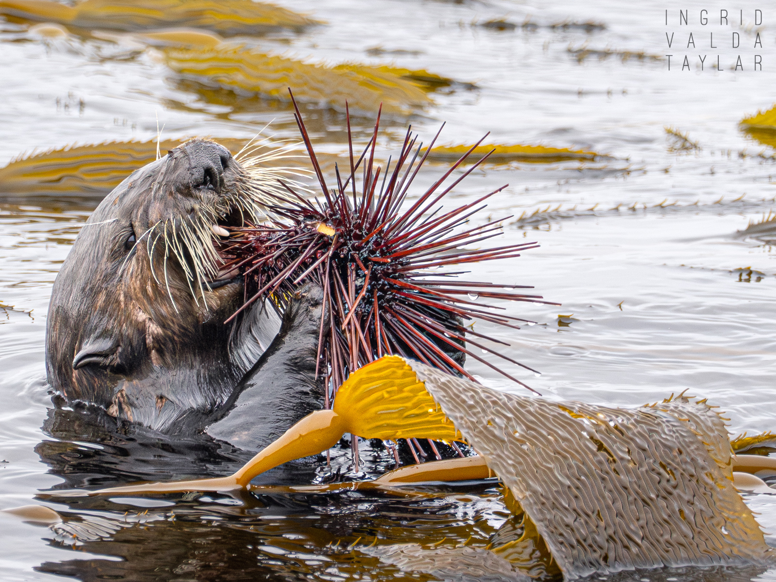 Sea Otter Eating Urchin