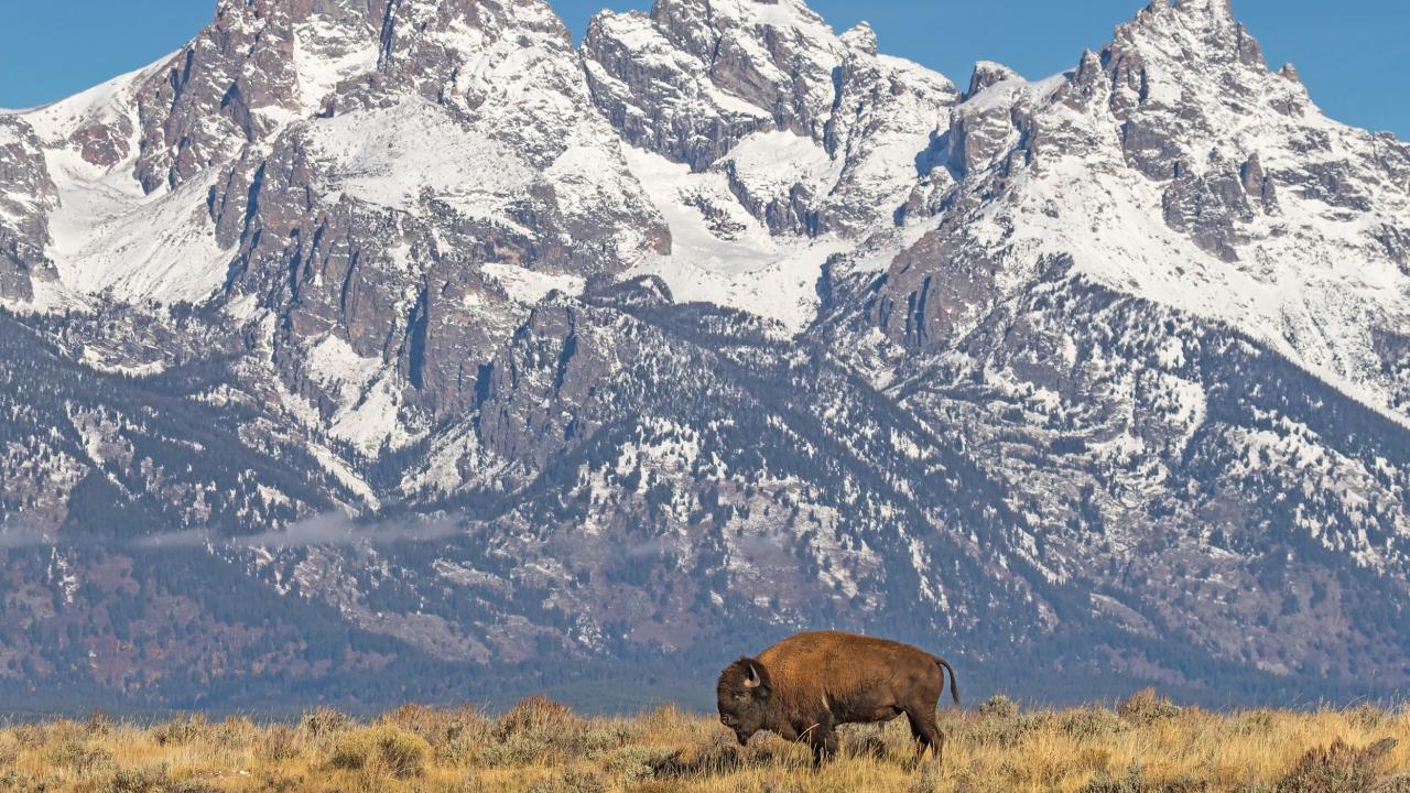 Buffalo Herd Regenerating Grassland