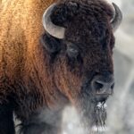 Buffalo to Grassland Regeneration
