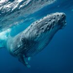 Whales to Ocean Productivity Regeneration