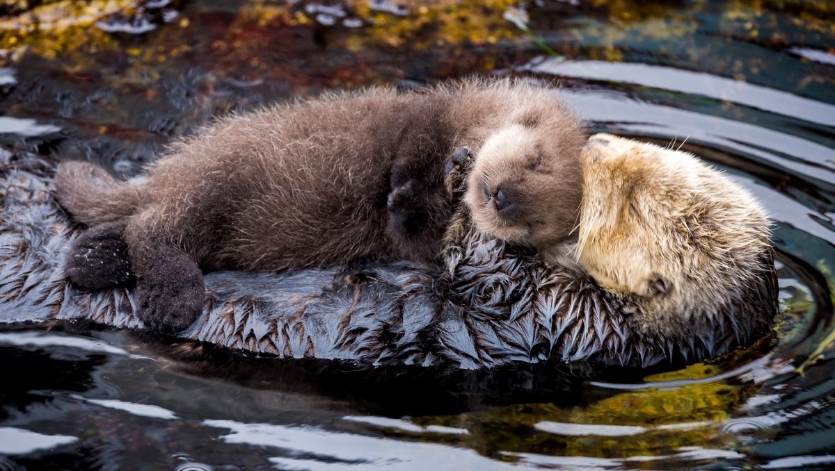 Sea Otters to Kelp Regeneration