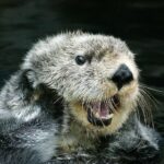 Sea Otters to Kelp Regeneration
