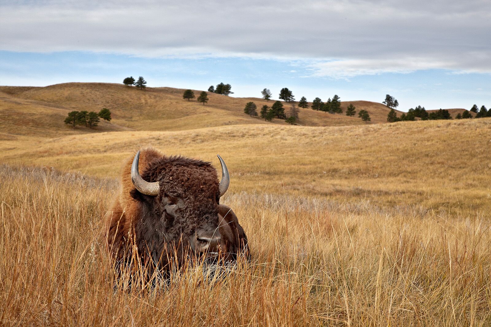 Buffalo to Grassland Regeneration