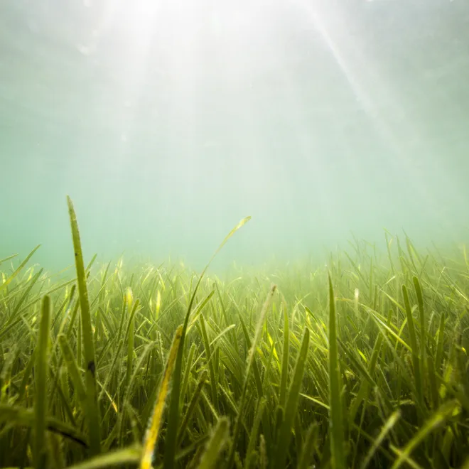 Seagrass ecosystem