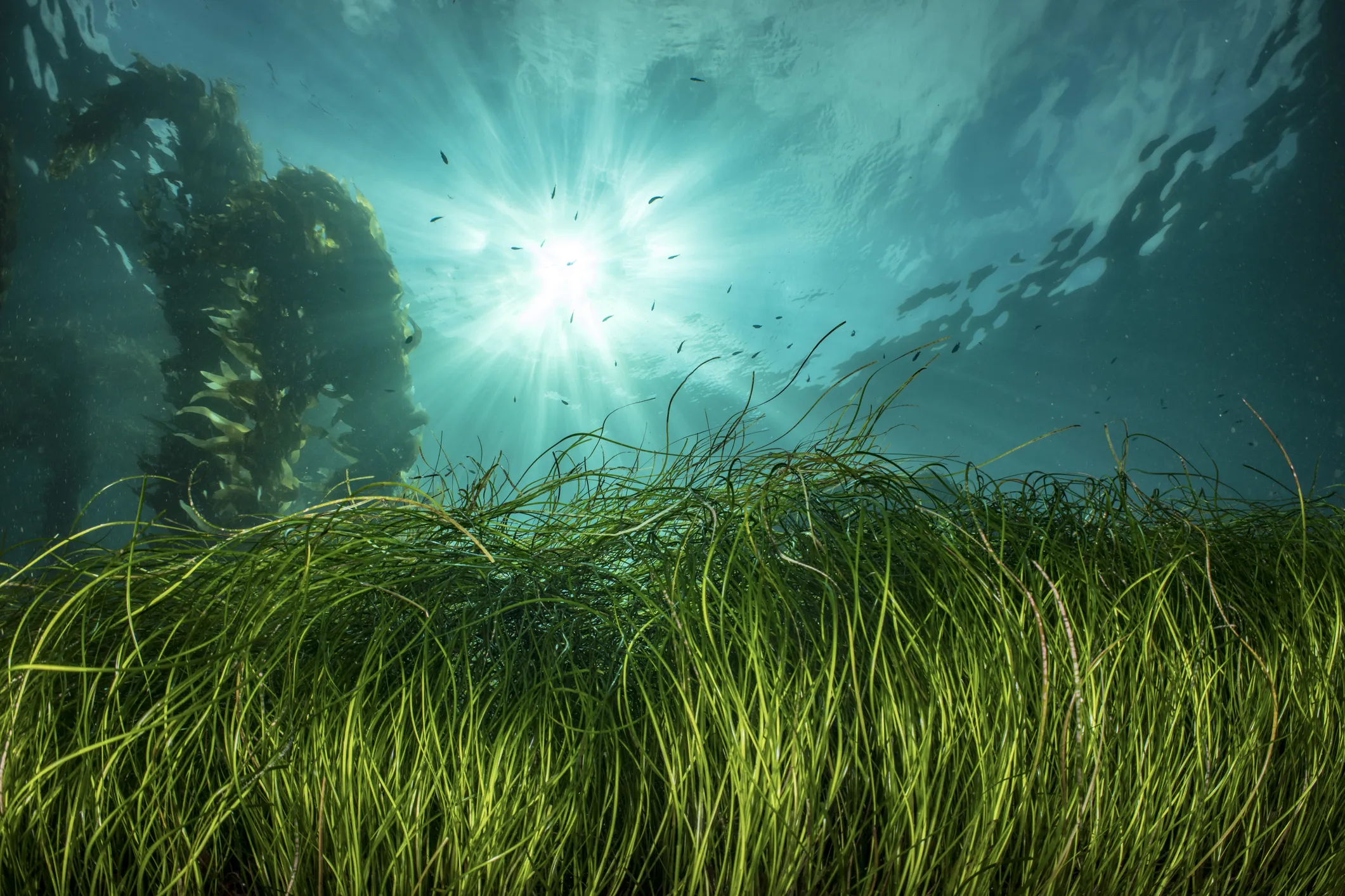Underwater seagrass meadow representing the Bahamas case study