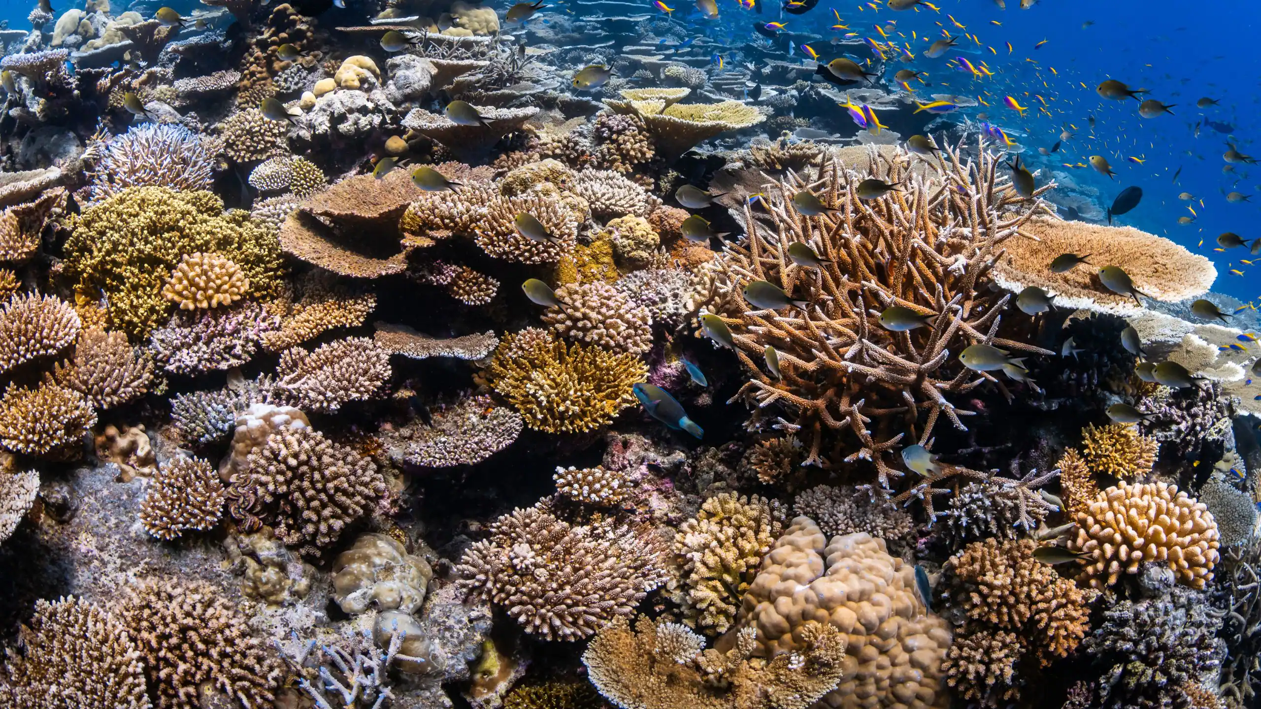 Healthy coral reef ecosystem in the Maldives