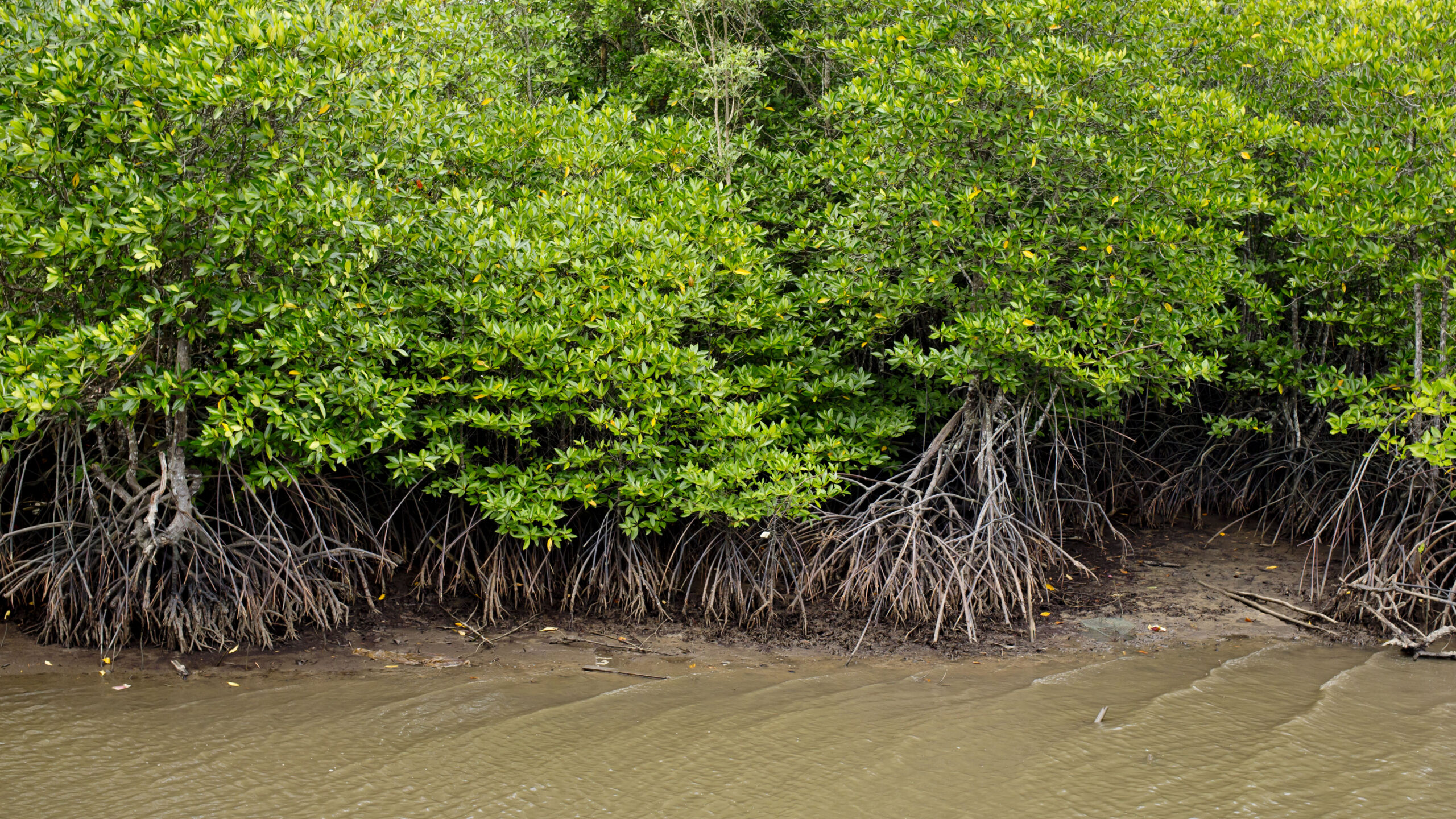 Mangrove forest above and below the water in Indonesia
