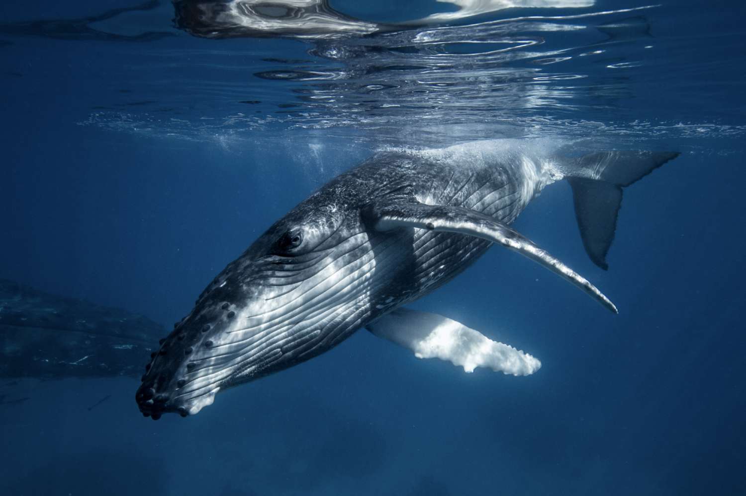 Humpback whale swimming underwater, illustrating Tonga’s marine natural capital